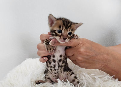 available kitten, available kittens, available kitten florida, available kittens florida, bengal, bengals, bengal florida, bengals florida, bengal cat, bengal cats, bengal cat florida, bengal cats florida, bengal cattery, bengal catteries, bengal cattery florida, bengal catteries florida, bengal kitten, bengal kittens, bengal kitten florida, bengal kittens florida, cattery, catteries, cattery florida, catteries florida, florida available kitten, florida available kittens, florida bengal, florida bengals, florida bengal cattery, florida bengal catteries, florida cattery, florida catteries