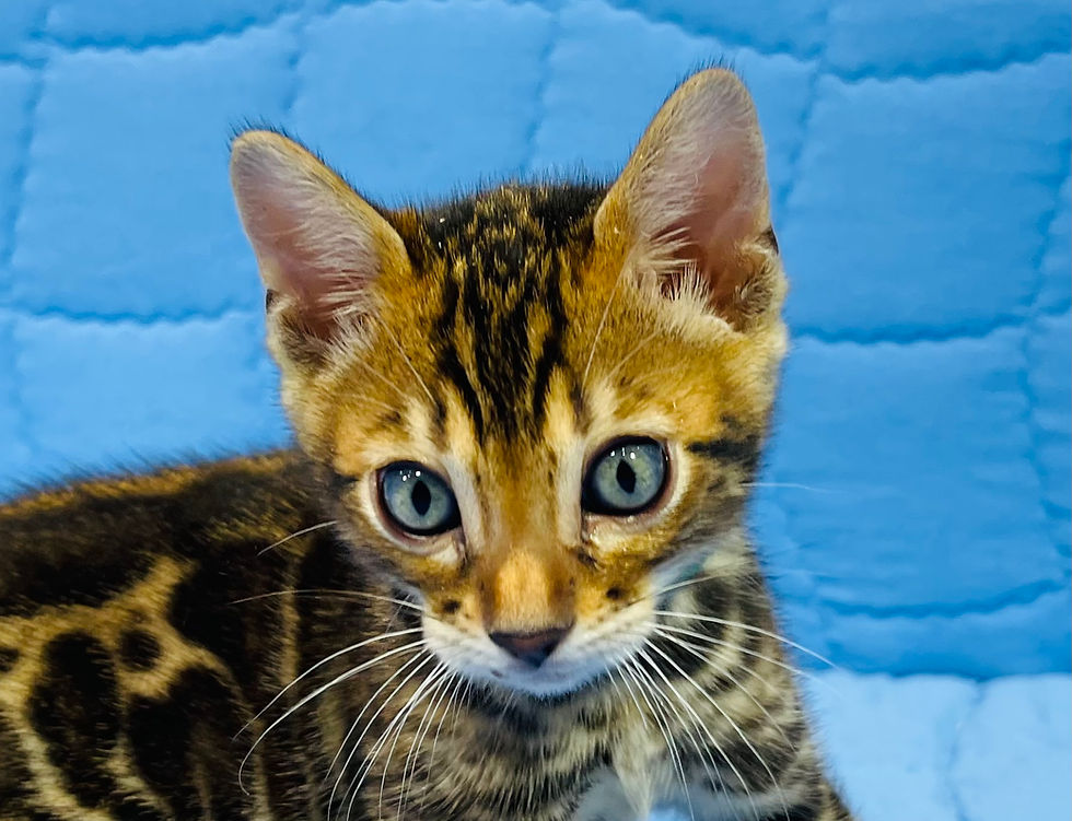 Thumbnail: Aqua, Male