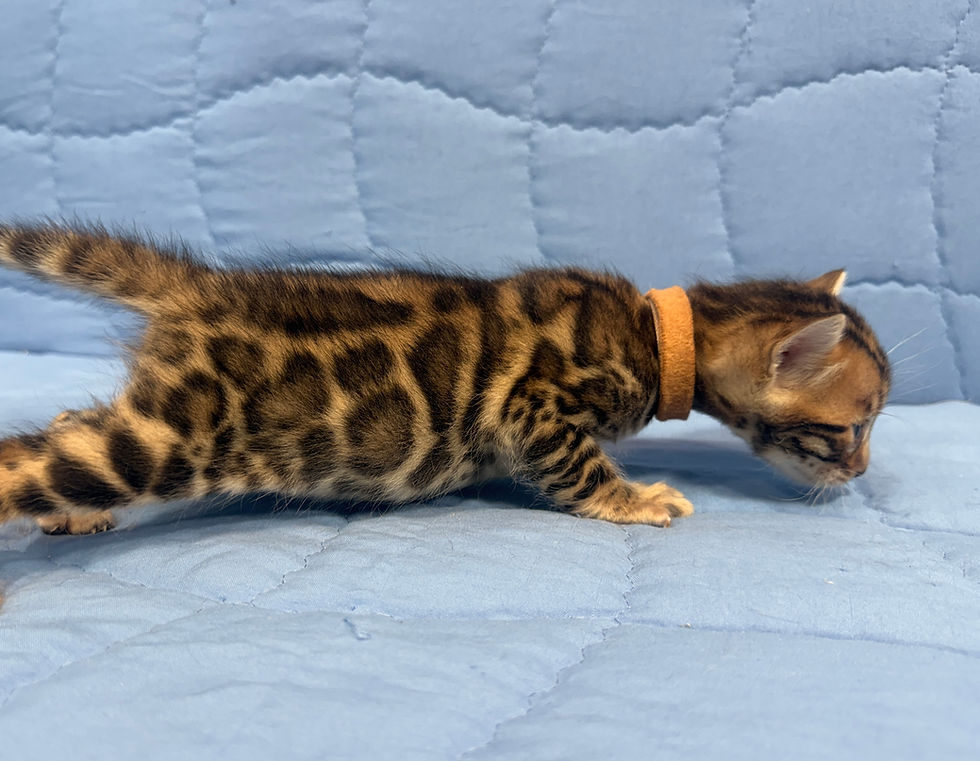 Thumbnail: Congo, Male