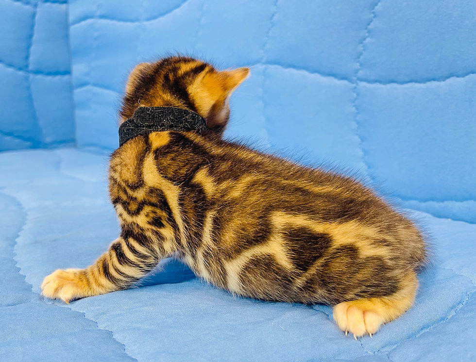 Thumbnail: Dakota, Male