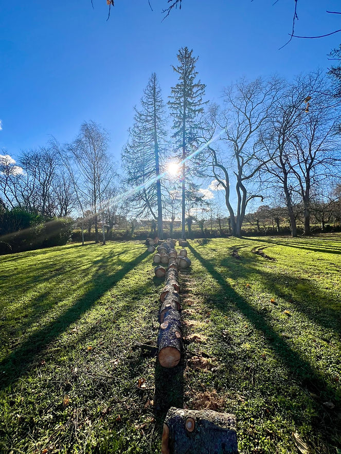 Arbres hiver les charmes 1.jpg