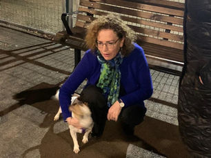 חברים על ארבע: עשר גינות כלבים וחוף רחצה אחד🐕🦺🐕🐩