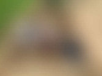 החייאת רובע המדרגות של חיפה: תחילתו של תהליך