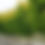 Thumbnail: Golden Elm
