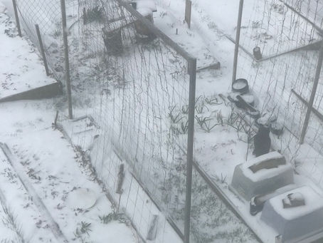 WINTER’S LAST FLING