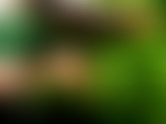 Guayusa and the Amazon: A Leaf with Deep Roots