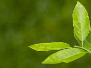 Antioxidants: Nature’s Defense System for Your Body and Mind