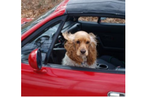 Le transport des animaux de compagnie en voiture