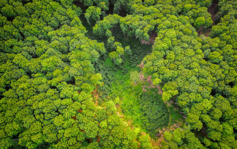 EL BOSQUE THE AFRICAN EXPERIENCES. COMENZAMOS EL 2021 REFORESTANDO ÁFRICA.