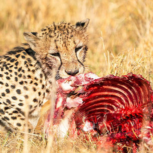 ZAMBIA: SAFARIS EXCLUSIVOS SIN MULTITUDES EN KAFUE NATIONAL PARK