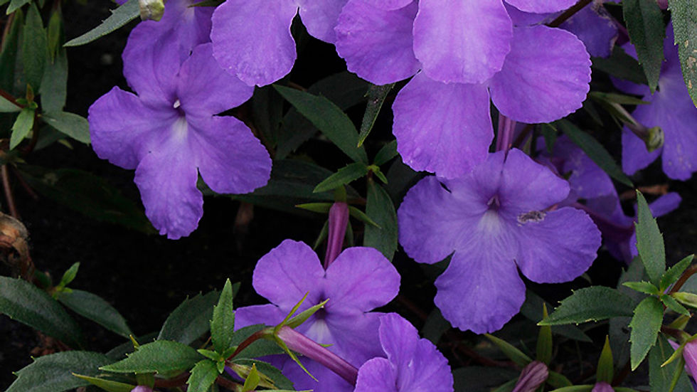 Achimenes cettoana - By SiGarb - Own work, CC0, https://commons.wikimedia.org/w/index.php?curid=17292499