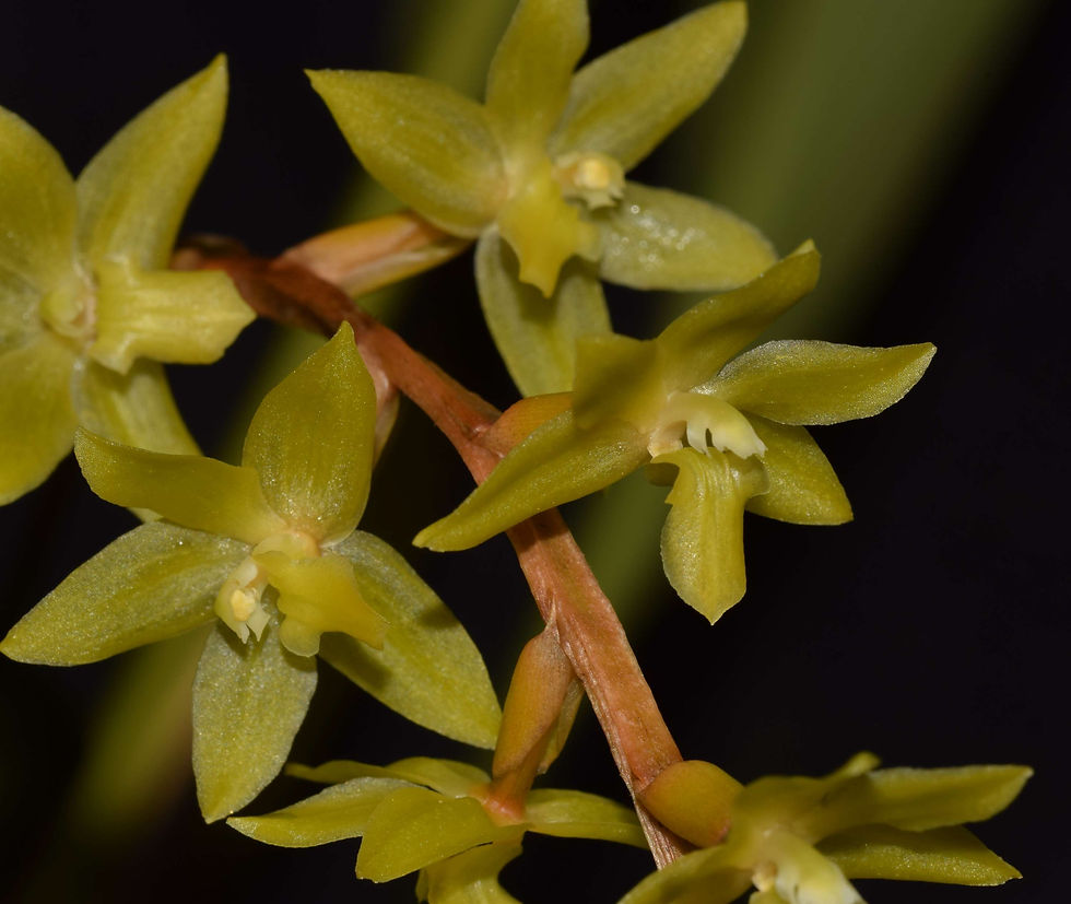 Dendrochilum panagasinanense