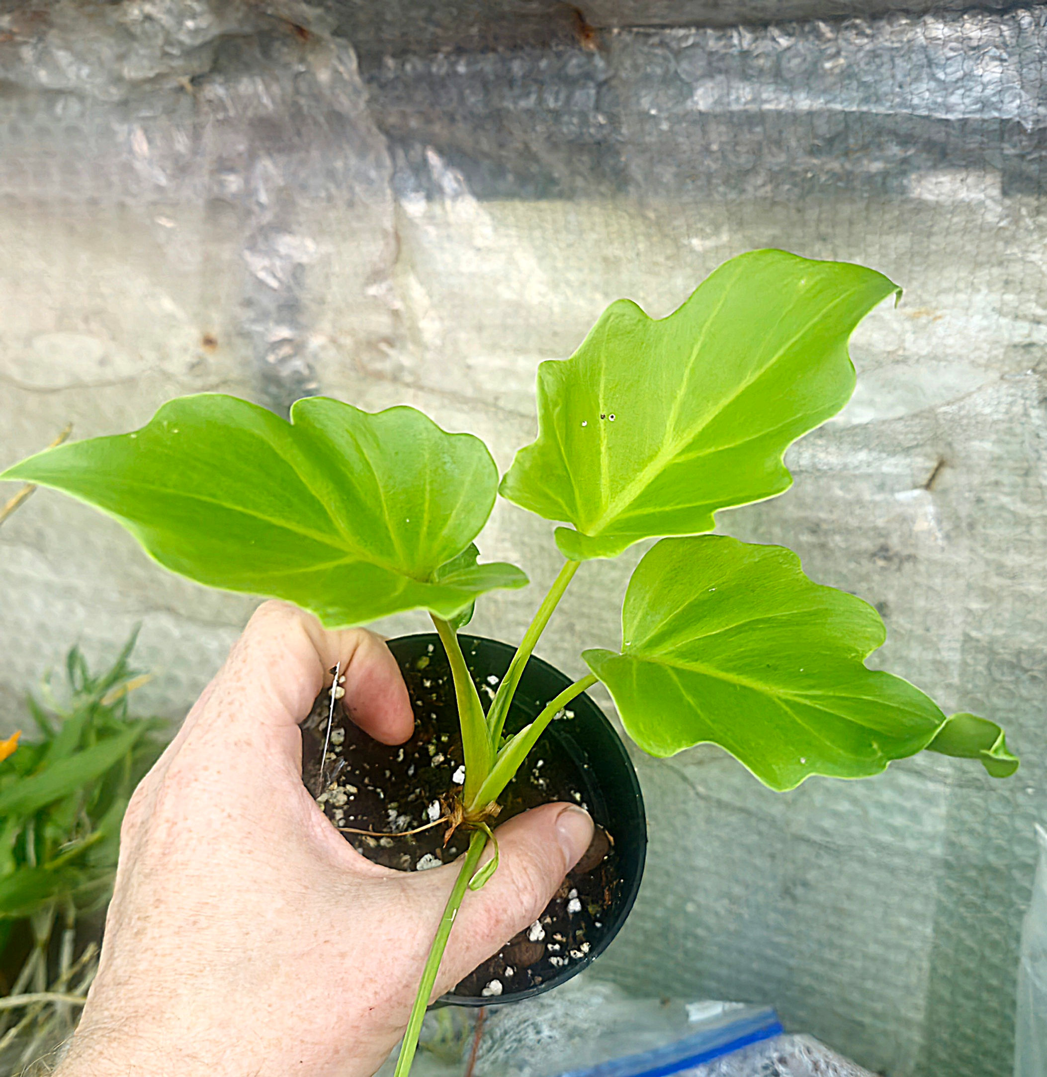 Philodendron Xanadu variegated