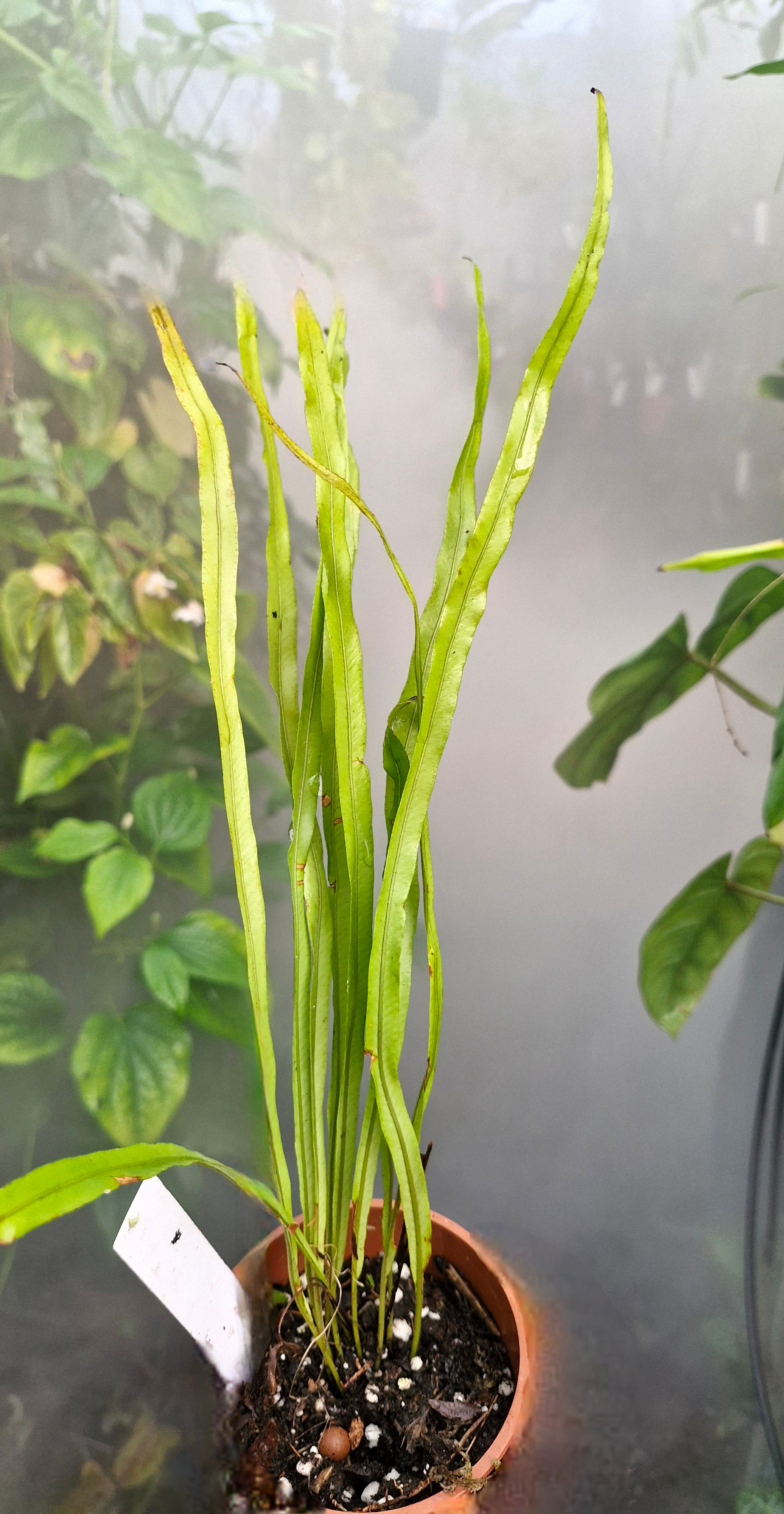 Elaphoglossum eximium