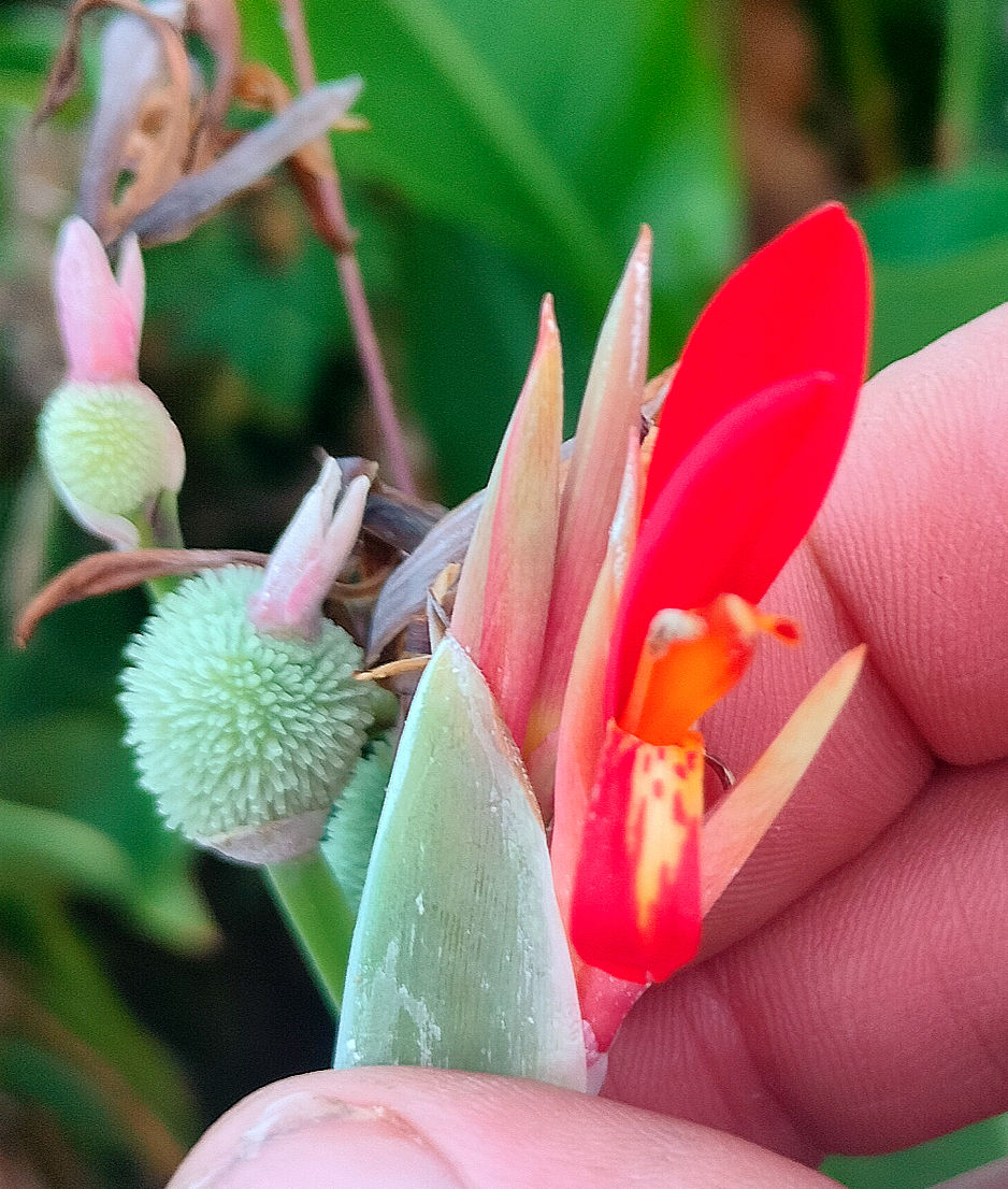 An example of a flower of Canna indica at Orchid Botanics