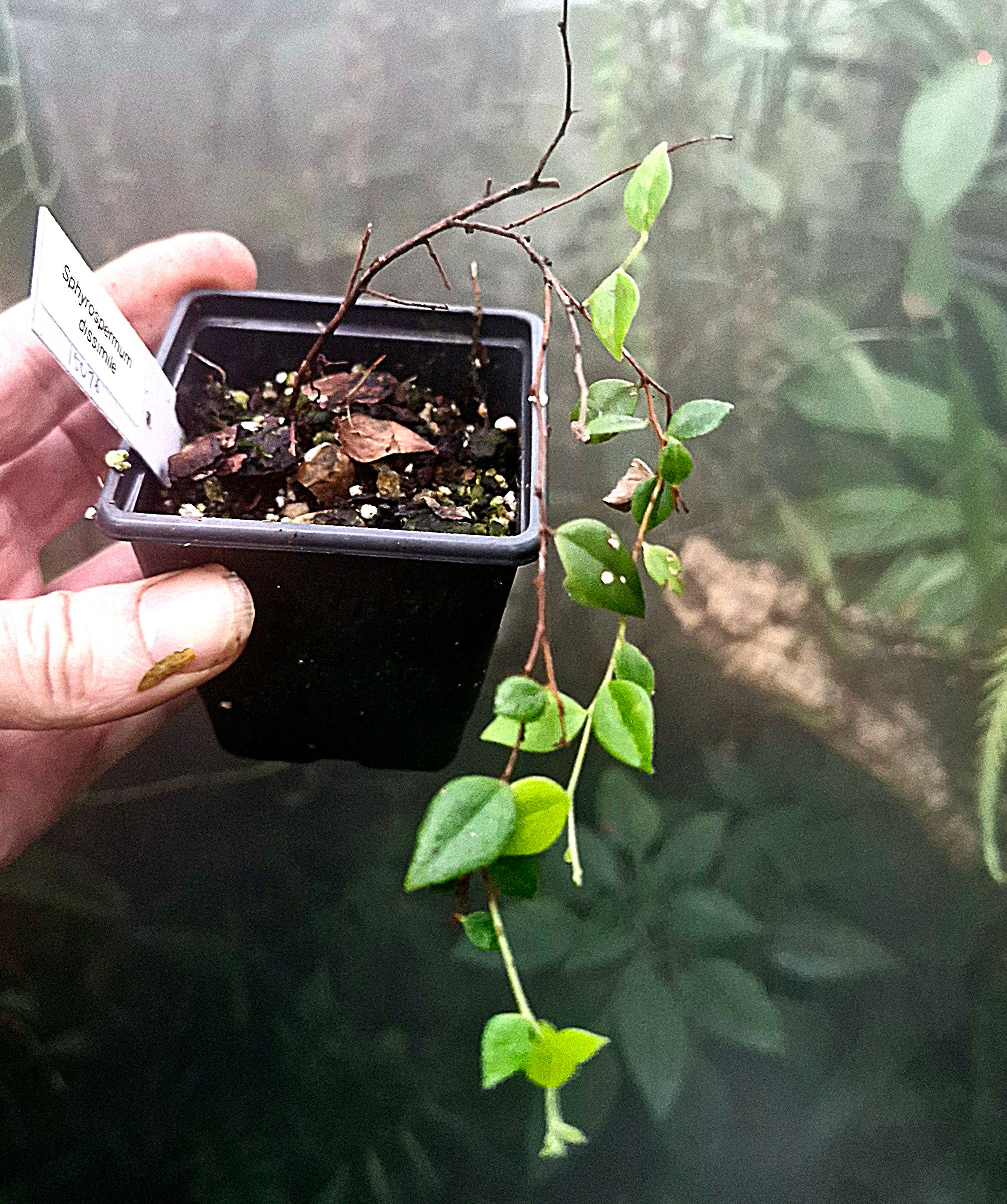 Sphyrospermum dissimile