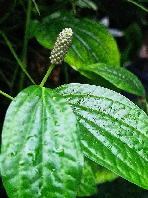 Piper sarmentosum | Orchid Botanics