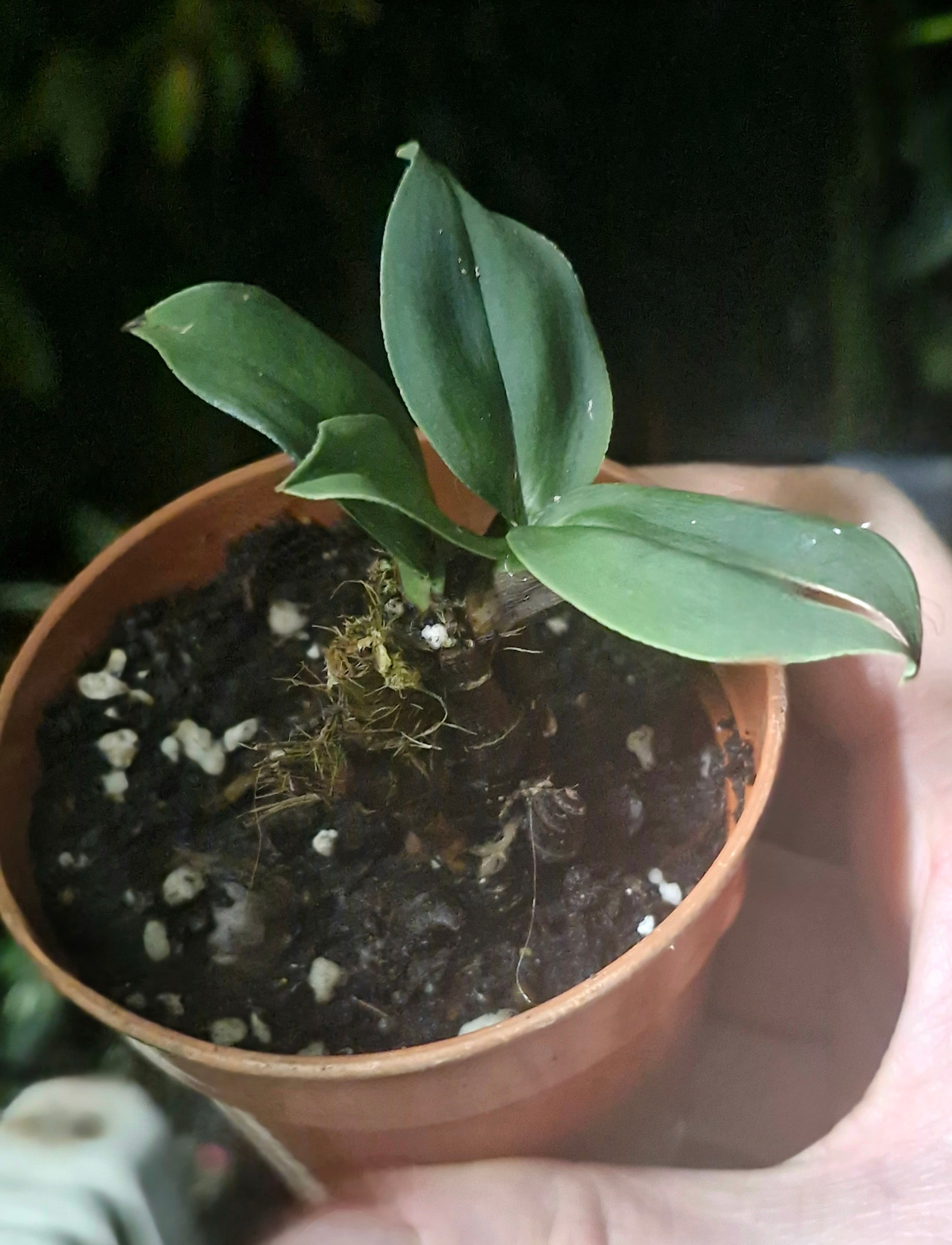 A picture of the miniature clone from Vietnam of Cymbidium lancifolium