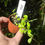 Thumbnail: Peperomia procumbens