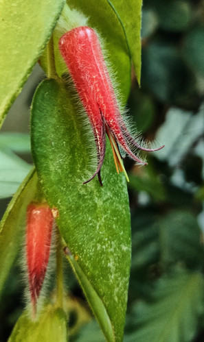 Ceratostema loucianae Tropical Blueberry | Orchid Botanics