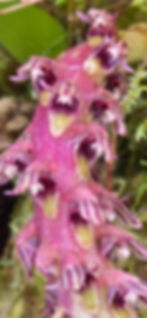 A close up of the individual flowers on the thick inflorescence of Bulbophyllum saurocephalum