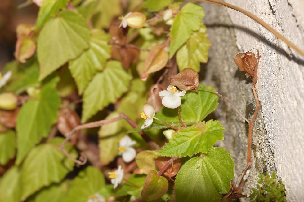 Thumbnail: Begonia wallichiana