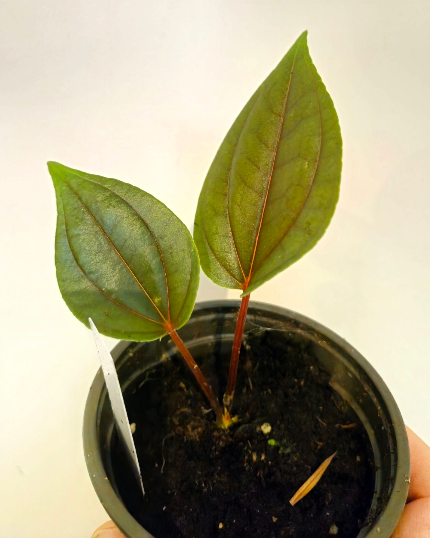 Monolena primuliflora