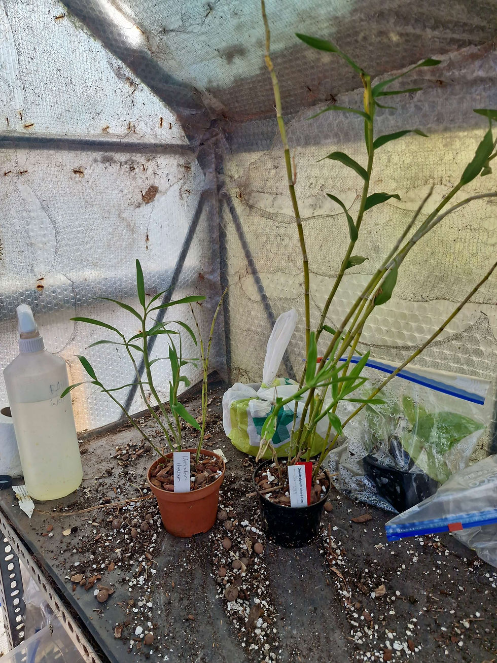 Thumbnail: Dendrobium chryseum