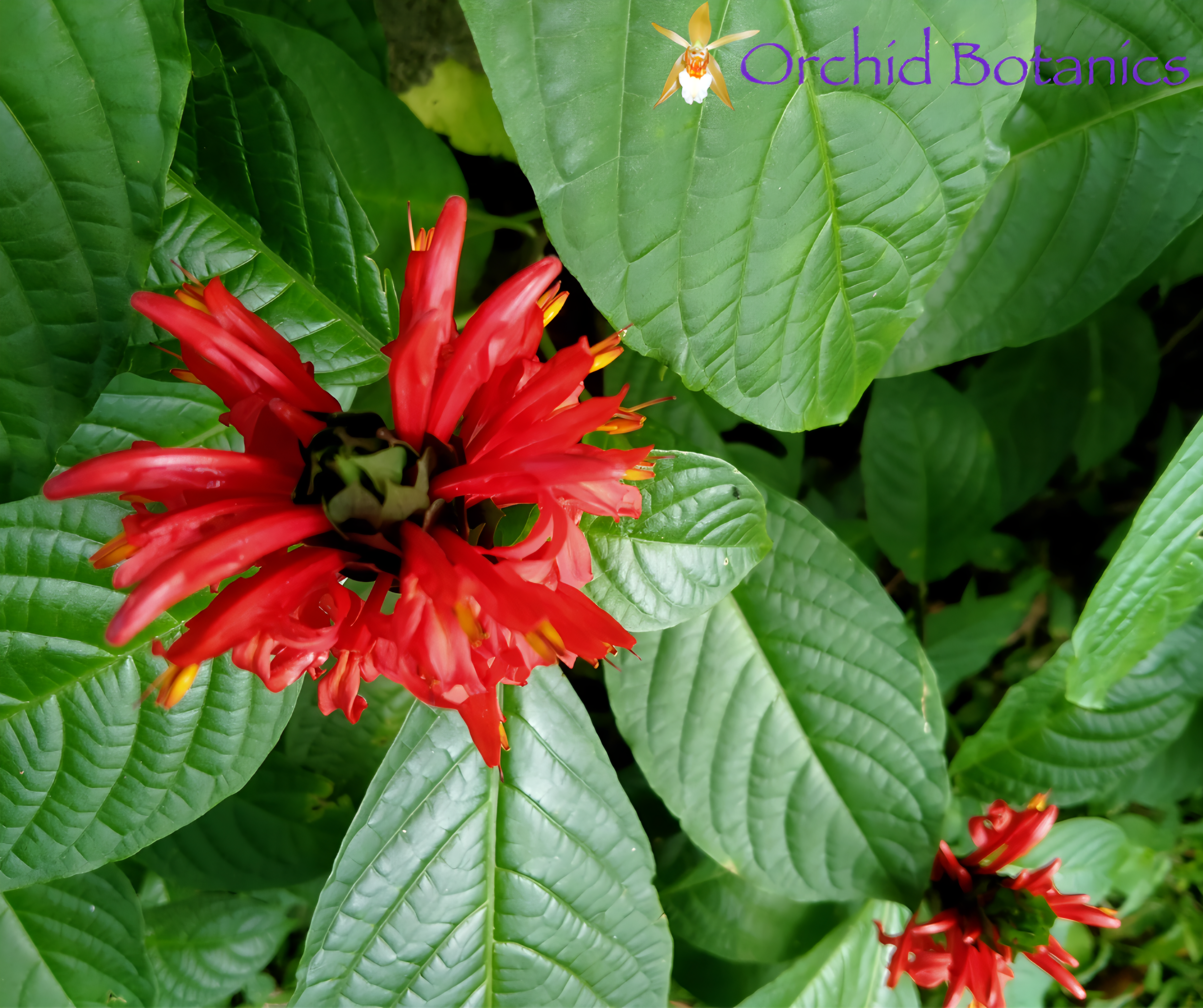 the flowers bracts and leaves of Pachystachys coccinea