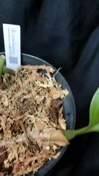 Thumbnail: Bulbophyllum magnum