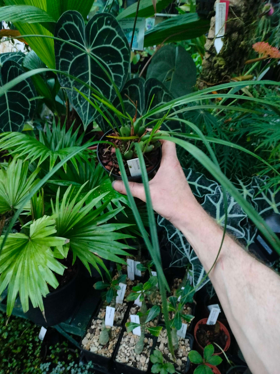 Thumbnail: Maxillaria tenuifolia