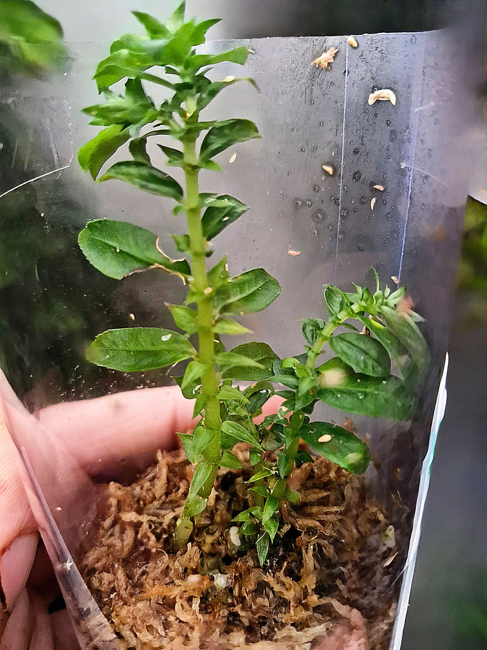 Thumbnail: Argostemma condensum