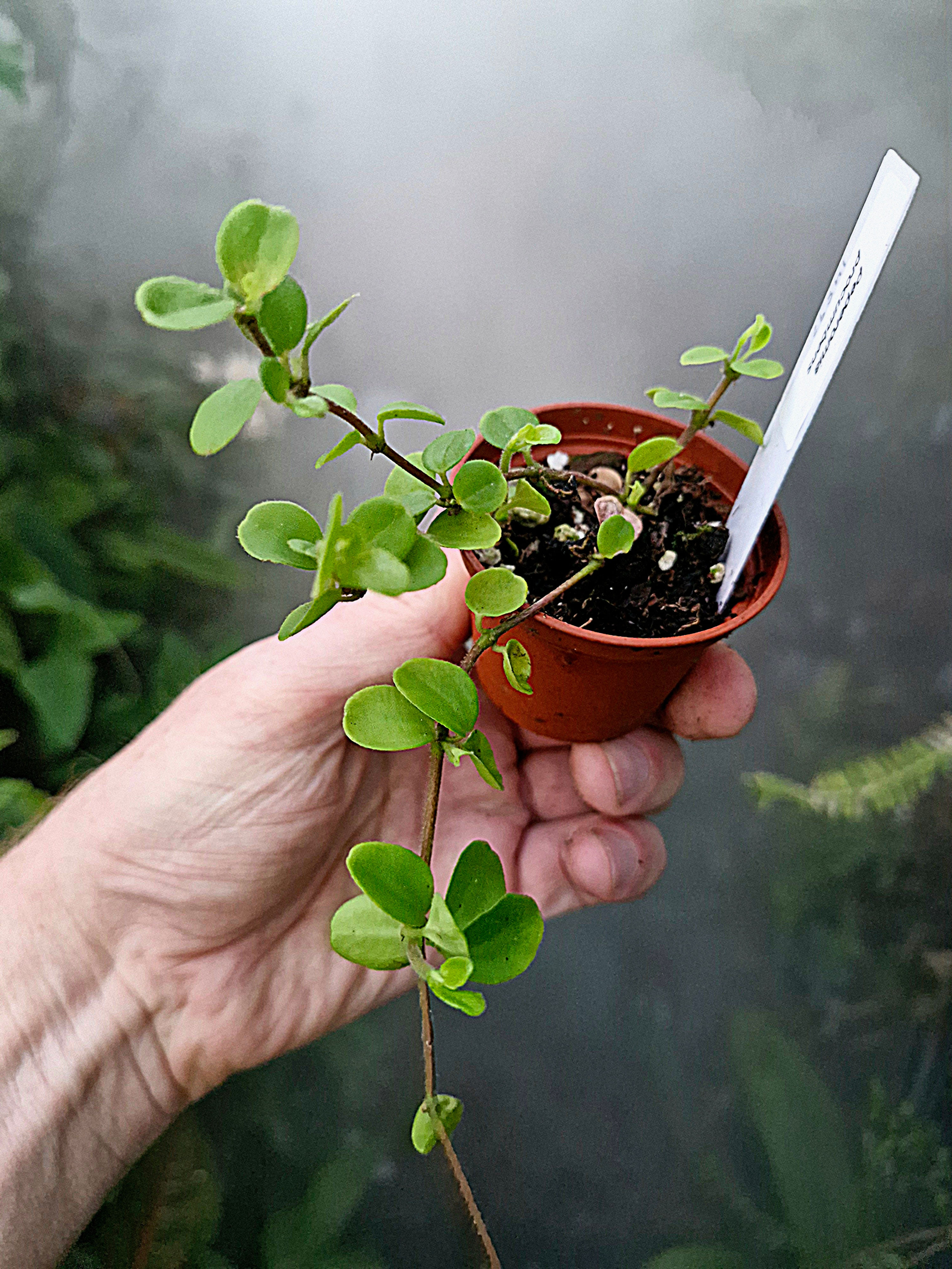Peperomia procumbens