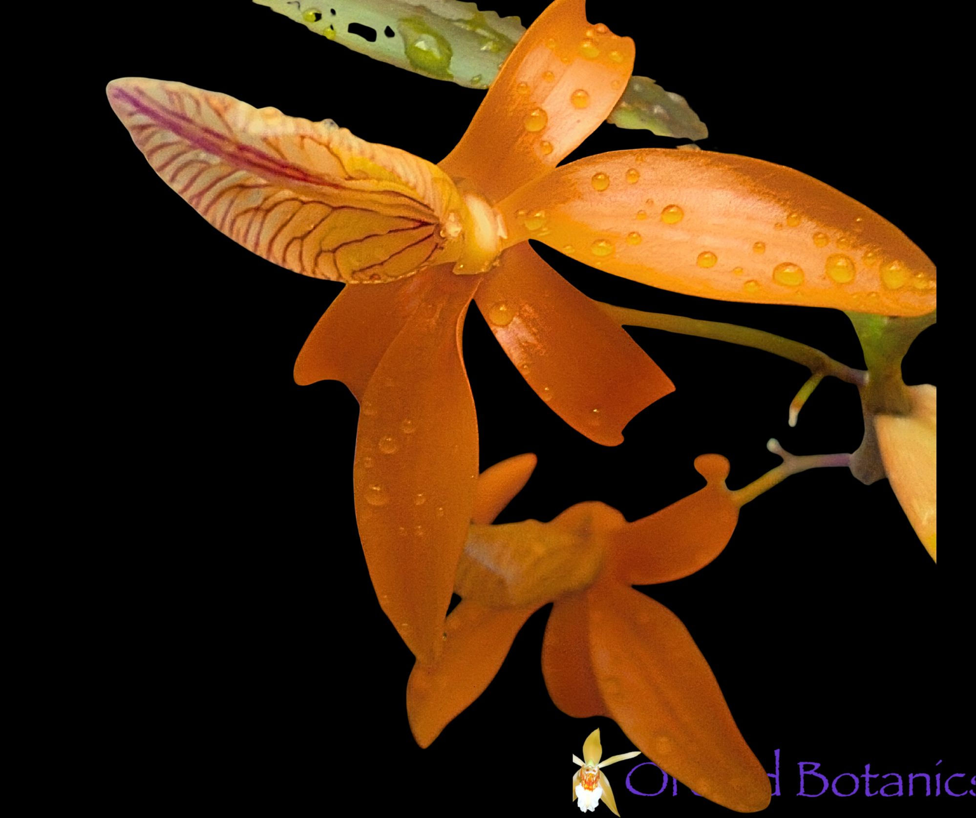 Dendrobium unicum