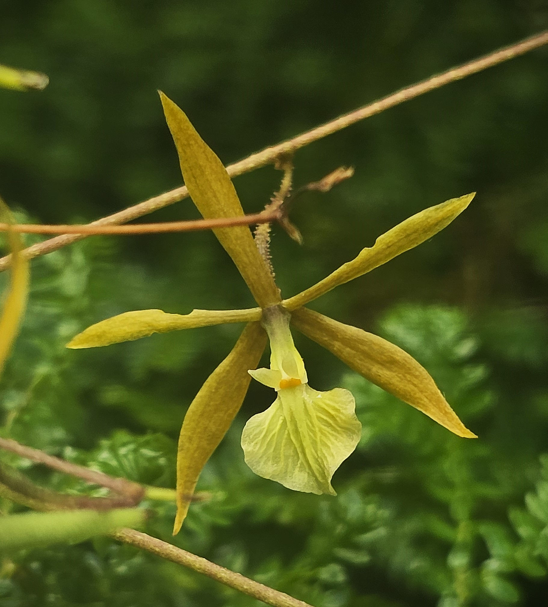 Encyclia nematocaulon