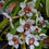 Thumbnail: Sarcochilus hartmannii
