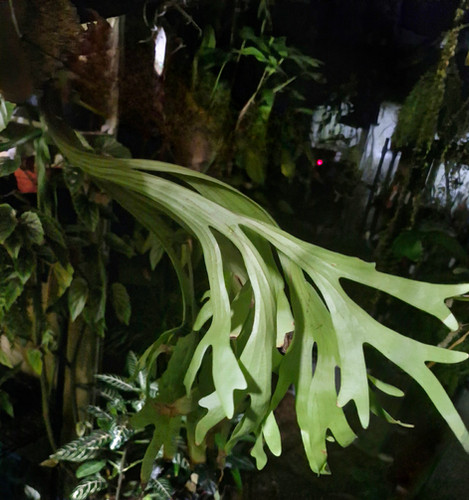 Platycerium 'Mt Kitshakood' | Orchid Botanics