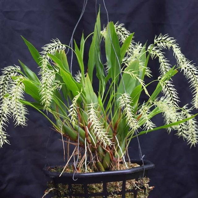 One of the best specimen plants of Dendrochilum arachnites we have seen at Orchid Botanics, 1000s flowers.