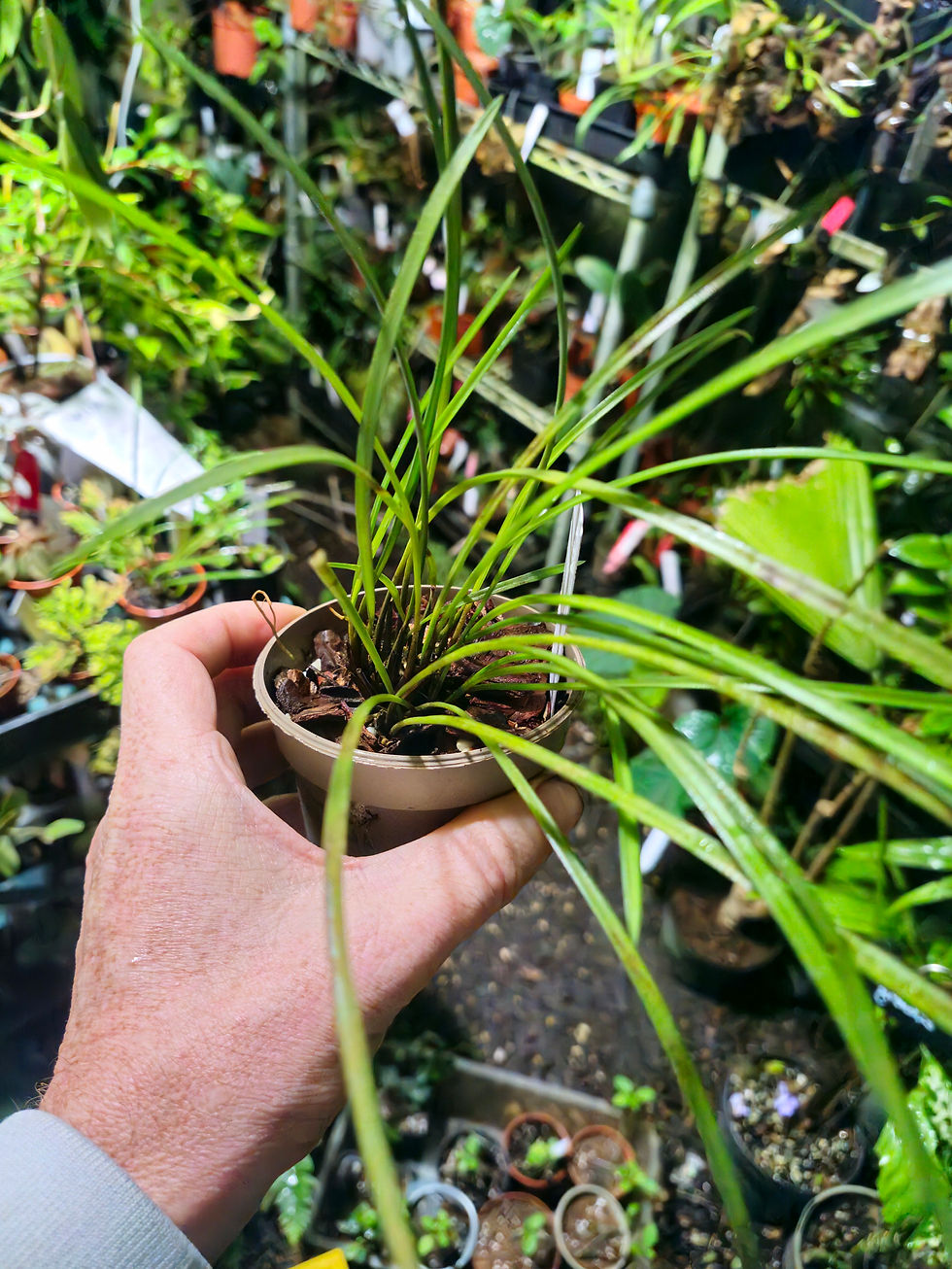 Thumbnail: Dendrochilum stenophyllum