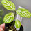 Thumbnail: Chamaeranthemum venosum