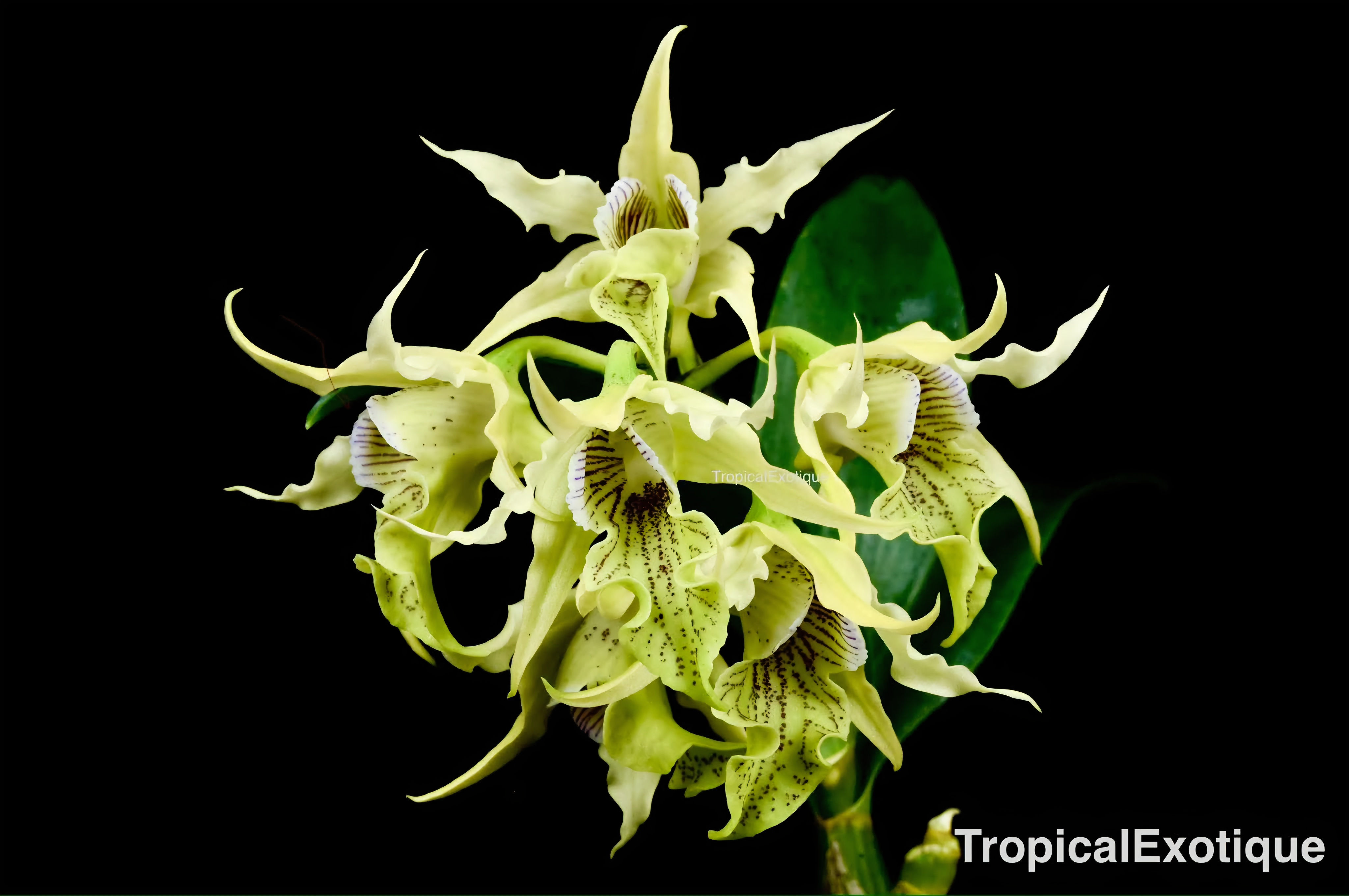 Dendrobium hodgkinsonii