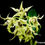 Thumbnail: Dendrobium hodgkinsonii
