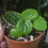 Thumbnail: Peperomia albovittata