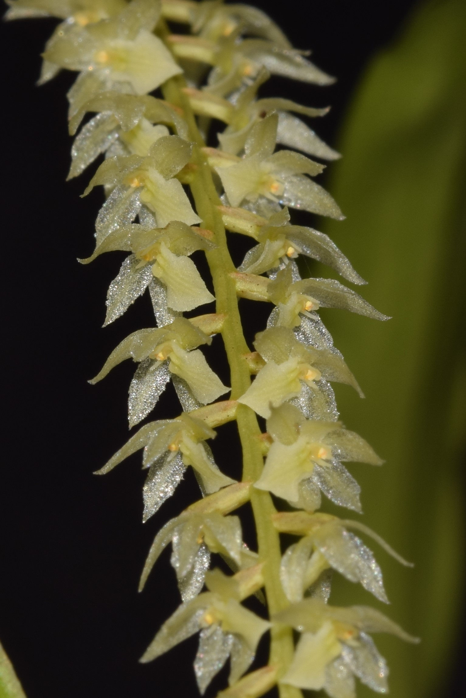 Dendrochilum cornutum