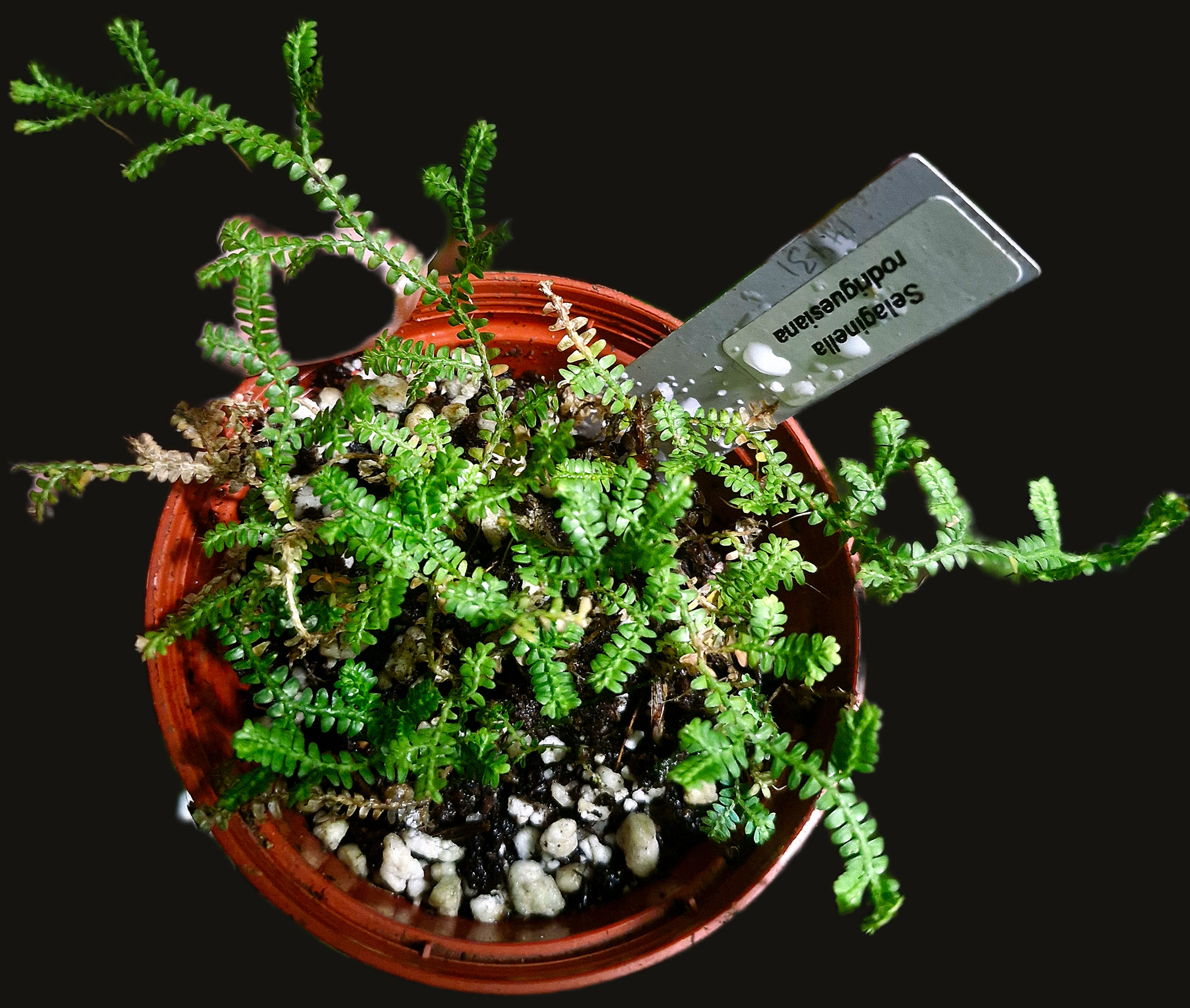 An picture in a pot of Selaginella rodriguesiana in cultivation at Orchid Botanics