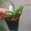 Thumbnail: Sarcochilus hartmannii