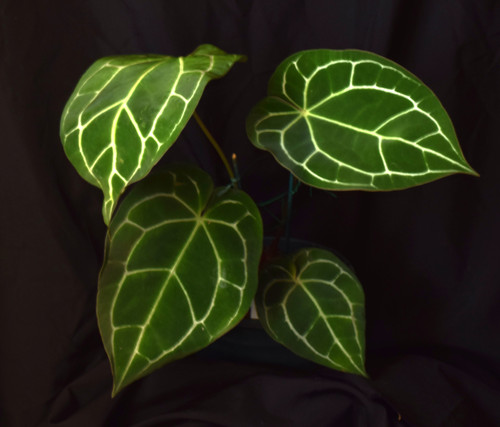 大鉢3株付き！anthurium Crystallinum 大鉢3株付き！anthurium Crystallinum 大鉢 植物