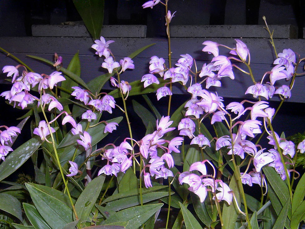 A photo of Dendrobium kingianum show casing the blooms of about four plants close together