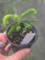 Thumbnail: An example of a plant of Tamarindus indica available from Orchid Botanics. Tamarind