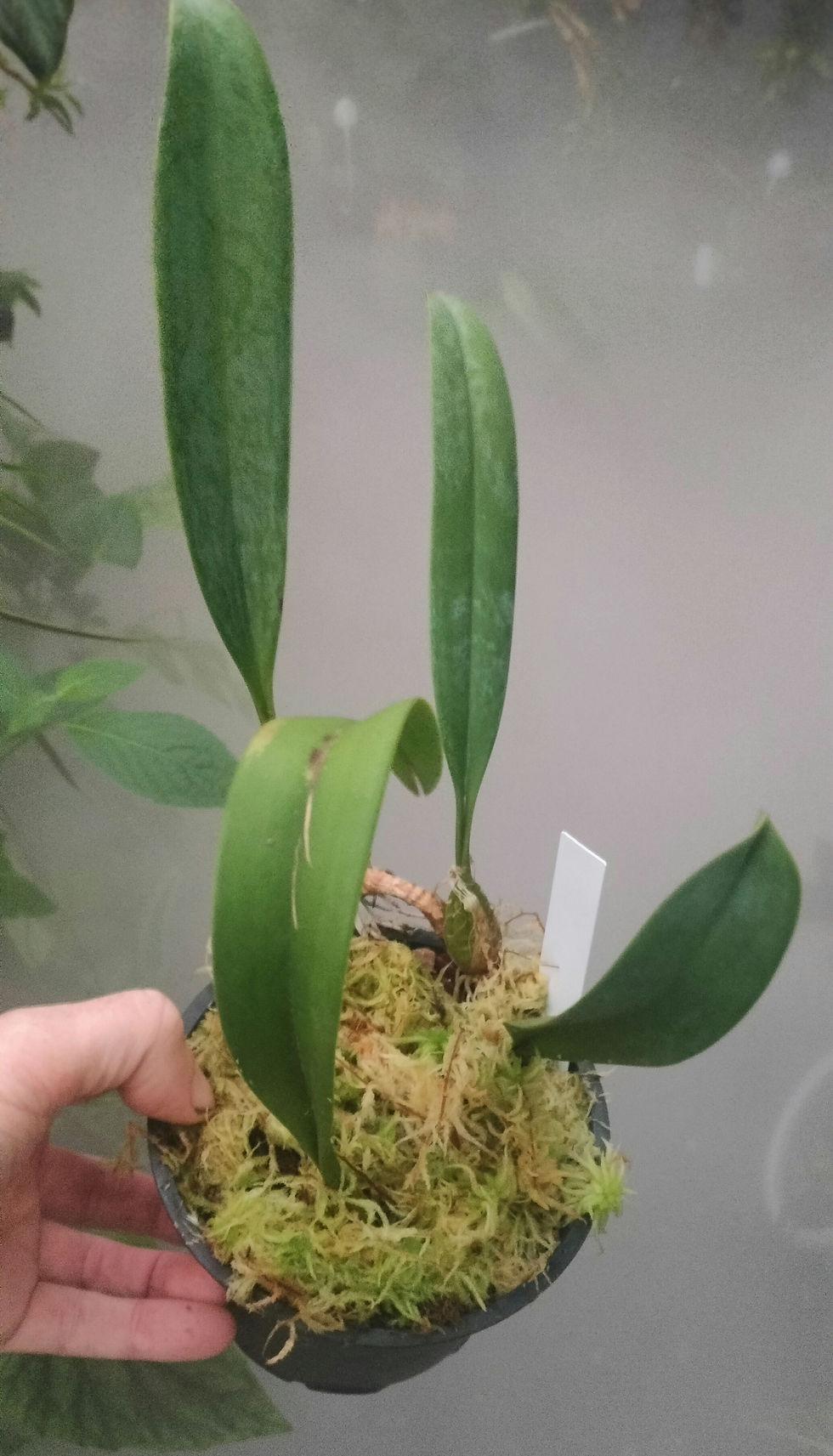 Thumbnail: Bulbophyllum longiflorum